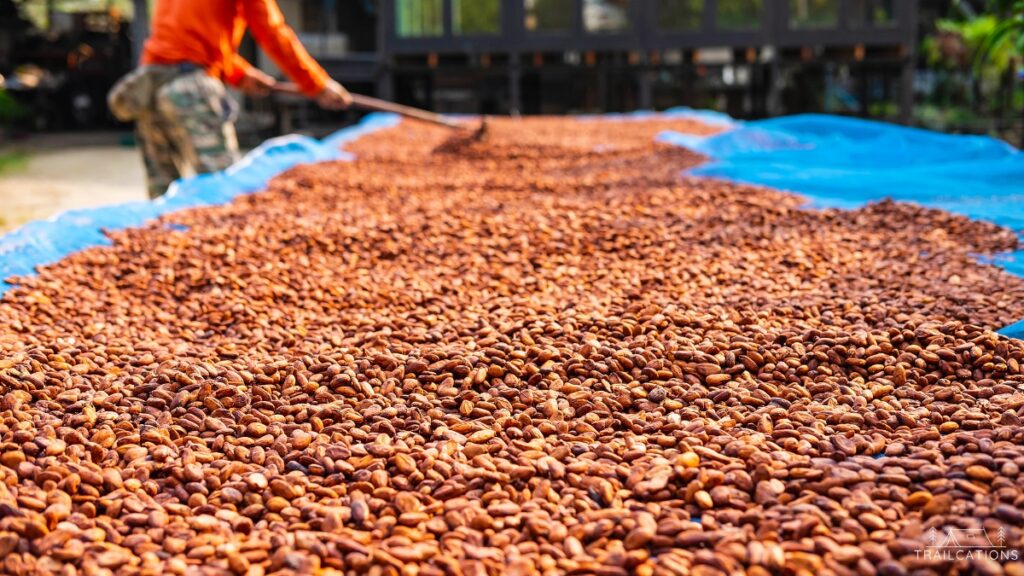 Sun drying is one of the oldest methods of food preservation. Here we see delicious caffeinated coffee beans drying in the sunshine.