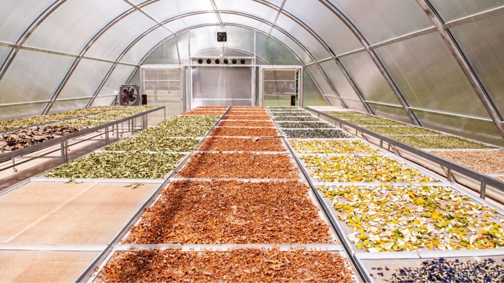 A greenhouse with good ventilation is a perfect example of a giant Solar Food Dryer.