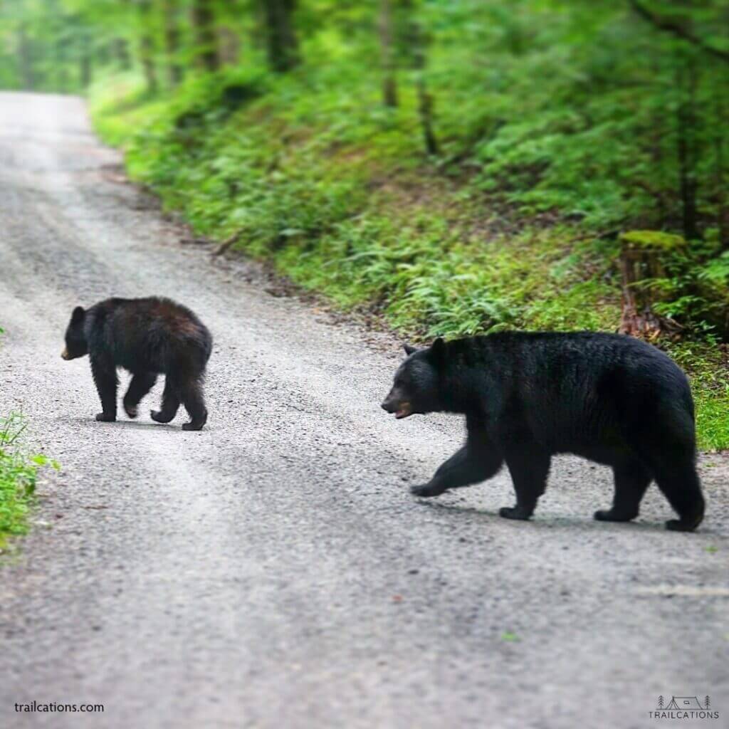 Mama and (big) baby bear in the Great Smoky Mountains National Park, TN. Image was taken from inside a car with a long zoom lens to give the bears enough space.