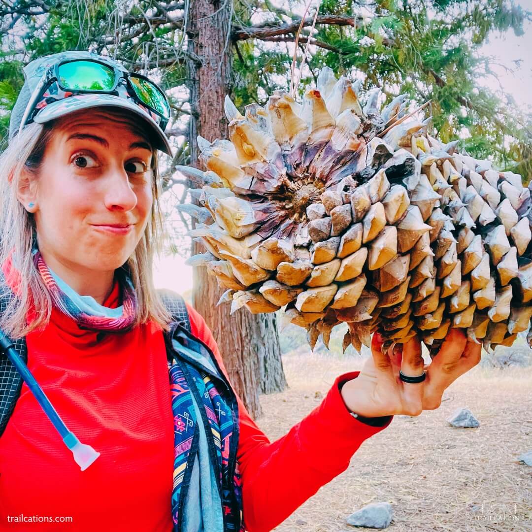 Enormous Coulter pine cone found in the Sierra Nevada Mountains on the Pacific Crest Trail, California. Coulter pine cones can weigh up to 11 lb (5kg) so you really don't want to have one of these fall on your head!