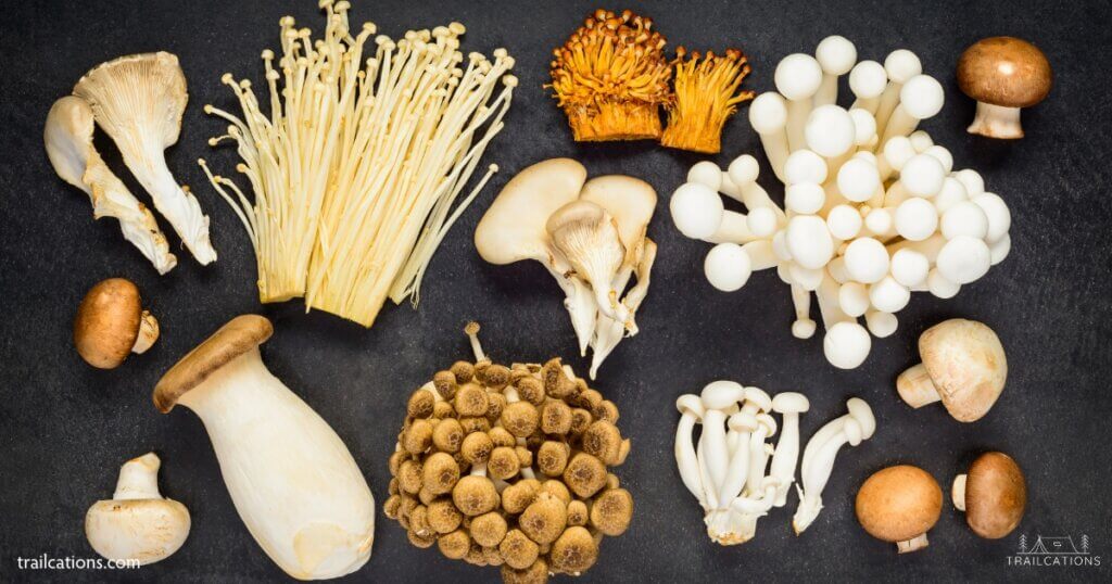 With over 2,000 species of edible mushrooms to choose from, you can afford to be picky with what kinds of mushrooms you can dehydrate. Some mushrooms are great for dehydrating whereas others are best eaten fresh or ground into mushroom powder. 
