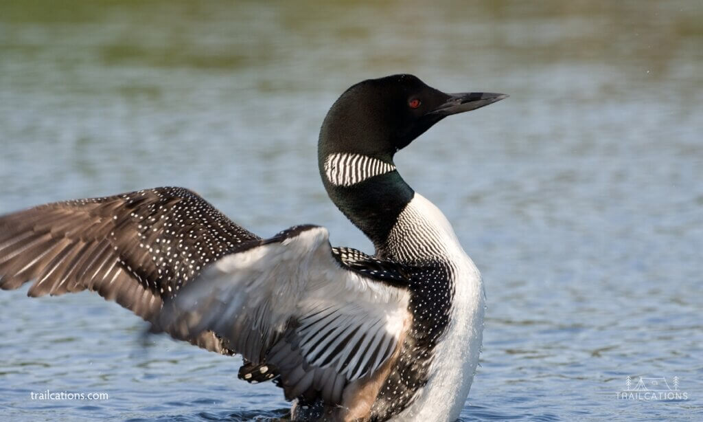 Keep your eye peeled for loons, otters and other wildlife near the Rock Harbor and Windigo areas. Isle Royale is known for its animals, even in the busier areas of the island!