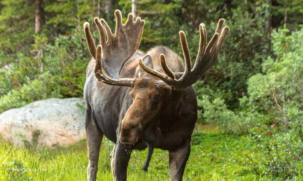 Keep at least 75 feet (23 m) from moose on Isle Royale. They are beautiful but also quick to aggression.
