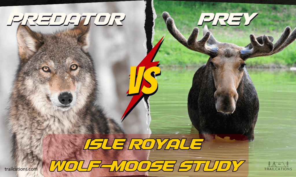 Isle Royale National Park is world famous for its predator-prey study. For over 5 decades, research has been conducted on the island's wolf and moose population, providing information used to teach biology students today. 
