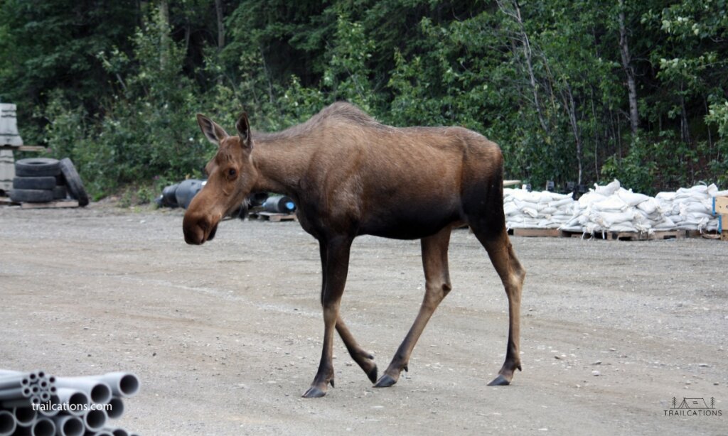Moose are regularly seen at Isle Royale, even in the docks areas! We spotted a moose less than a 5 minute walk away from the Rock Harbor ferry docks last time we visited Isle Royale.
