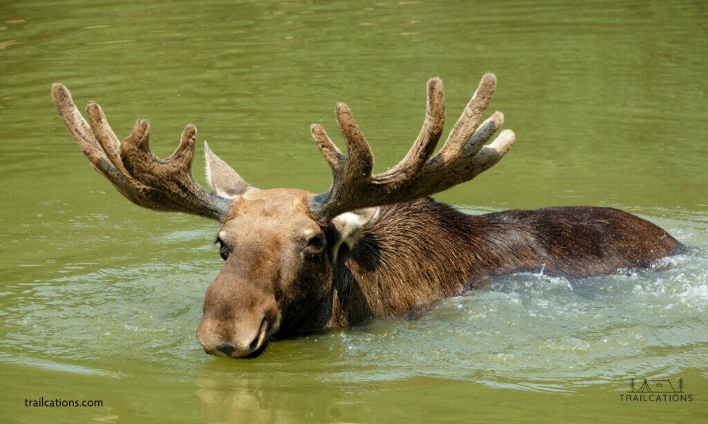 When the temperatures rise, you can often find moose cooling themselves off in bodies of water as they eat some of their favorite foods: lake weeds.