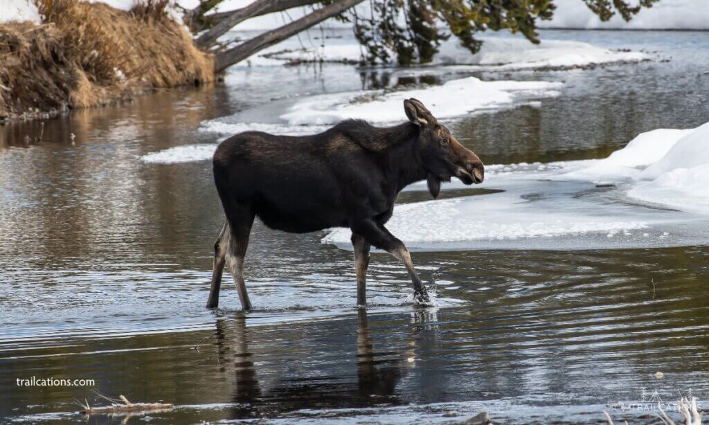 Moose in winter