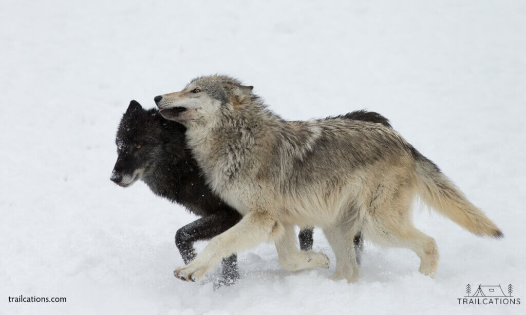 Wolf pack Isle Royale
